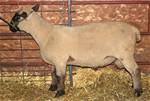 Coyote Acres Torry 472N